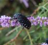 Oxythyrea funesta